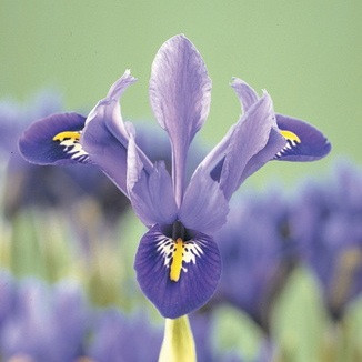 Iris reticulata, Dwarf Iris